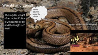 Weight and Length
The regular weight
of an Indian Cobra
is 20 pounds or so
and the length is 7
feet !
Biggest Indian Cobra...