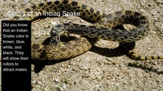 Colors of an Indian Snake
Did you know
that an Indian
Snake color is
brown, blue,
white, and
black. They
will show their
c...