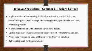 Trikaya Agriculture - Supplier of Iceberg Lettuce
• Implementation of advanced agricultural practices has enabled Trikaya to
successfully grow specialty crops like iceberg lettuce, special herbs and many
oriental vegetables.
• A specialized nursery with a team of agricultural experts.
• Drip and sprinkler irrigation in raised farm beds with fertilizer mixing plant.
• Pre-cooling room and a large cold room for post harvest handling.
• Refrigerated truck for transportation.
4
 