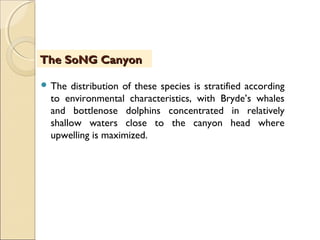  The distribution of these species is stratified according
to environmental characteristics, with Bryde’s whales
and bottlenose dolphins concentrated in relatively
shallow waters close to the canyon head where
upwelling is maximized.
The SoNG CanyonThe SoNG Canyon
 