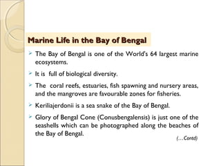  The Bay of Bengal is one of the World's 64 largest marine
ecosystems.
 It is full of biological diversity.
 The coral reefs, estuaries, fish spawning and nursery areas,
and the mangroves are favourable zones for fisheries.
 Keriliajerdonii is a sea snake of the Bay of Bengal.
 Glory of Bengal Cone (Conusbengalensis) is just one of the
seashells which can be photographed along the beaches of
the Bay of Bengal.
Marine Life in the Bay of BengalMarine Life in the Bay of Bengal
(…Contd)
 