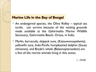  An endangered species, the Olive Ridley – typical sea
turtle, can survive because of the nesting grounds
made available at the Gahirmatha Marine Wildlife
Sanctuary, Gahirmatha Beach, Orissa, in India.
 Marlin, barracuda, skipjack tuna, (Katsuwonuspelamis),
yellowfin tuna, Indo-Pacific humpbacked dolphin (Sousa
chinensis), and Bryde's whale (Balaenopteraedeni) are
a few of the marine animals living in this ocean.
Marine Life in the Bay of BengalMarine Life in the Bay of Bengal
(…Contd)
 