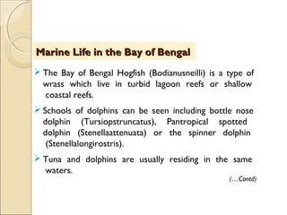 Marine Life in the Bay of BengalMarine Life in the Bay of Bengal
(…Contd)
 The Bay of Bengal Hogfish (Bodianusneilli) is a type of
wrass which live in turbid lagoon reefs or shallow
coastal reefs.
 Schools of dolphins can be seen including bottle nose
dolphin (Tursiopstruncatus), Pantropical spotted
dolphin (Stenellaattenuata) or the spinner dolphin
(Stenellalongirostris).
 Tuna and dolphins are usually residing in the same
waters.
 