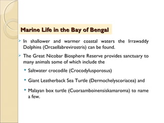  In shallower and warmer coastal waters the Irrawaddy
Dolphins (Orcaellabrevirostris) can be found.
 The Great Nicobar Biosphere Reserve provides sanctuary to
many animals some of which include the
 Saltwater crocodile (Crocodylusporosus)
 Giant Leatherback Sea Turtle (Dermochelyscoriacea) and
 Malayan box turtle (Cuoraamboinensiskamaroma) to name
a few.
Marine Life in the Bay of BengalMarine Life in the Bay of Bengal
 