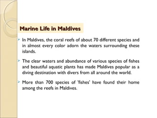  In Maldives, the coral reefs of about 70 different species and
in almost every color adorn the waters surrounding these
islands.
 The clear waters and abundance of various species of fishes
and beautiful aquatic plants has made Maldives popular as a
diving destination with divers from all around the world.
 More than 700 species of 'fishes' have found their home
among the reefs in Maldives.
Marine Life in MaldivesMarine Life in Maldives
 