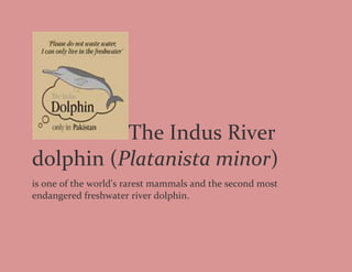 The Indus River
dolphin (Platanista minor)
is one of the world's rarest mammals and the second most
endangered freshwater river dolphin.
 