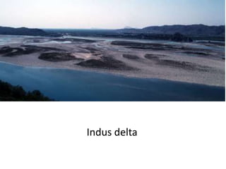 Indus delta
 