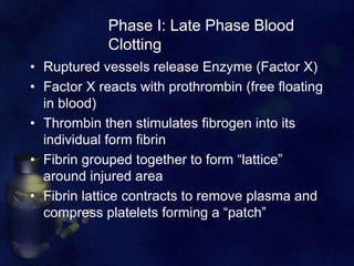 Phase I: Late Phase Blood
Clotting
• Ruptured vessels release Enzyme (Factor X)
• Factor X reacts with prothrombin (free floating
in blood)
• Thrombin then stimulates fibrogen into its
individual form fibrin
• Fibrin grouped together to form “lattice”
around injured area
• Fibrin lattice contracts to remove plasma and
compress platelets forming a “patch”

 