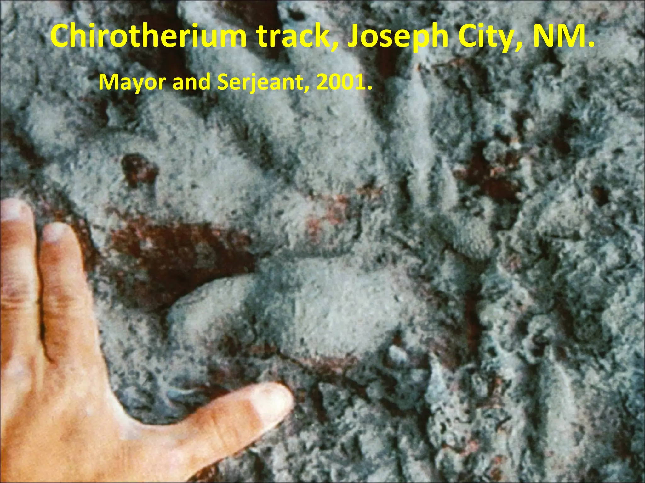 Chirotherium track, Joseph City, NM.
Mayor and Serjeant, 2001.
 