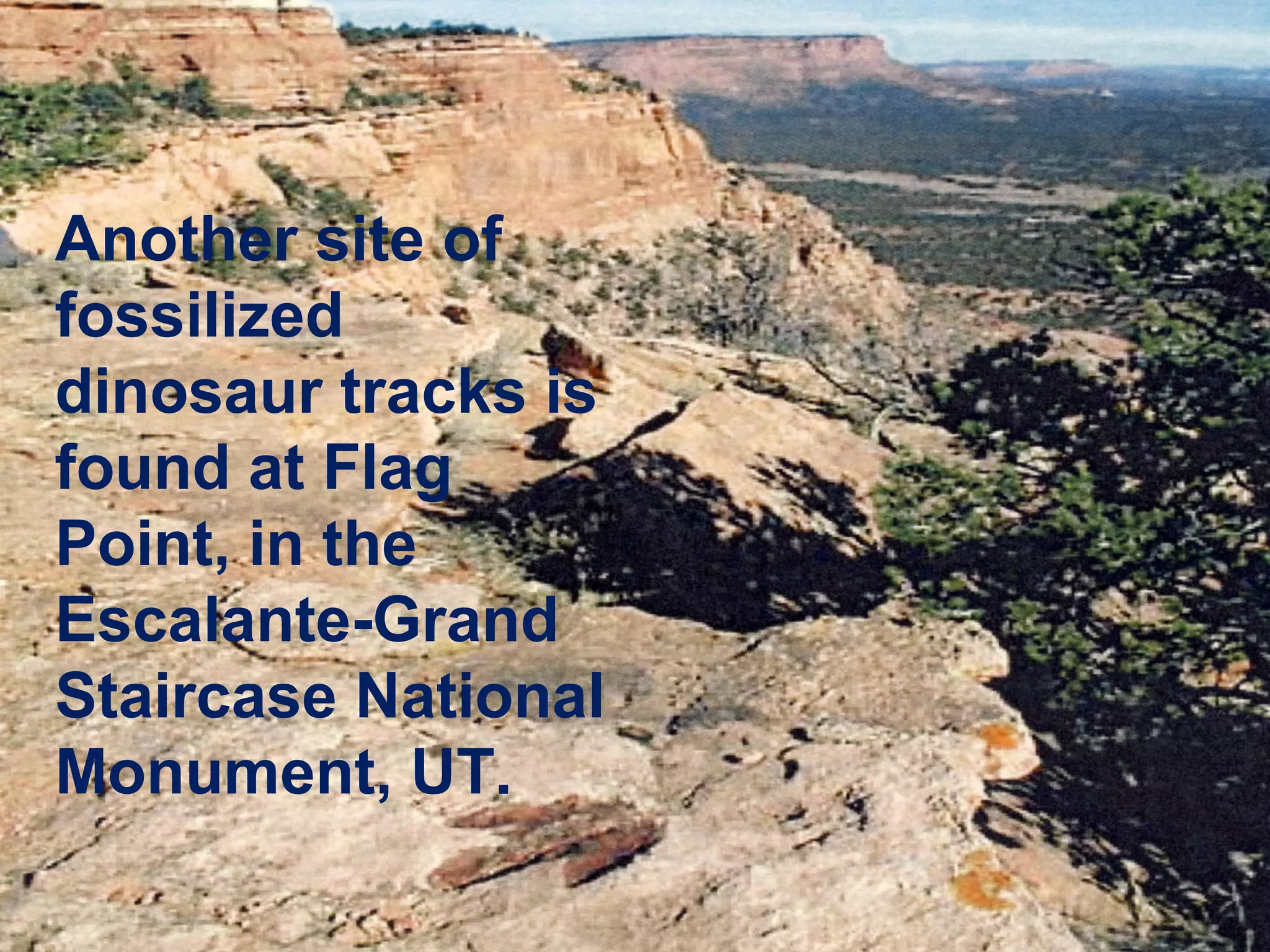 Another site of
fossilized
dinosaur tracks is
found at Flag
Point, in the
Escalante-Grand
Staircase National
Monument, UT.
 