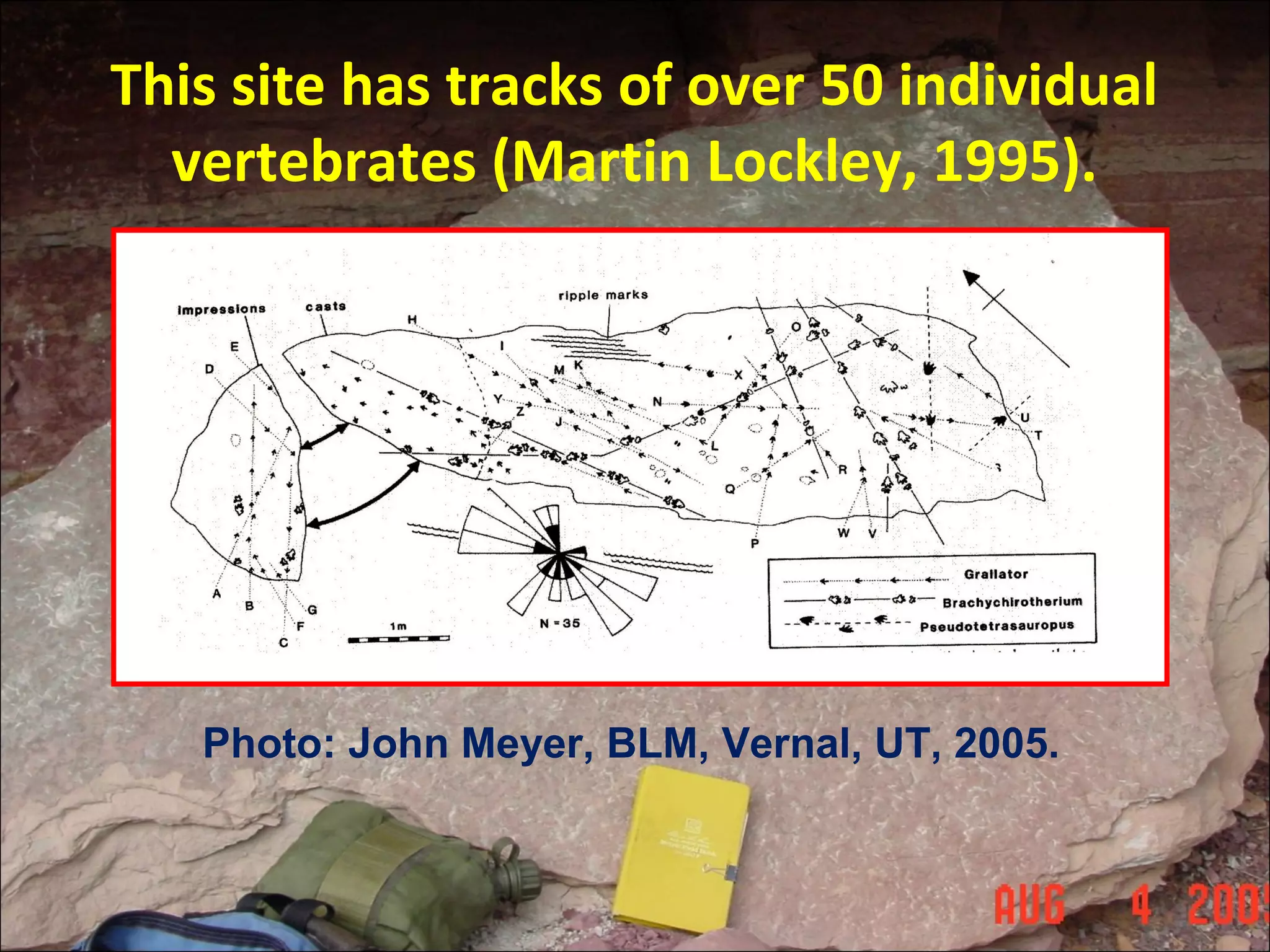 This site has tracks of over 50 individual
vertebrates (Martin Lockley, 1995).
Photo: John Meyer, BLM, Vernal, UT, 2005.
 