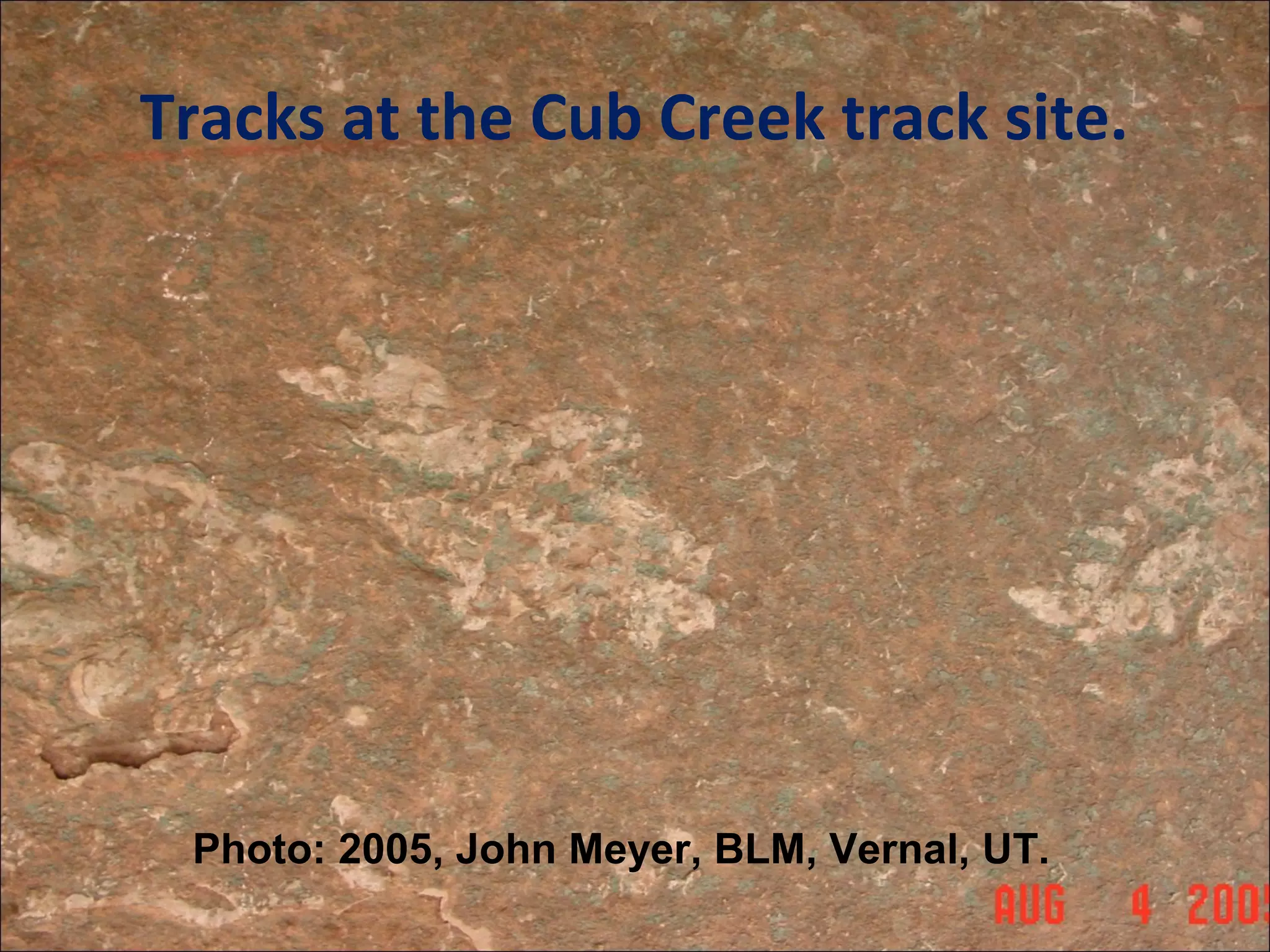Tracks at the Cub Creek track site.
Photo: 2005, John Meyer, BLM, Vernal, UT.
 