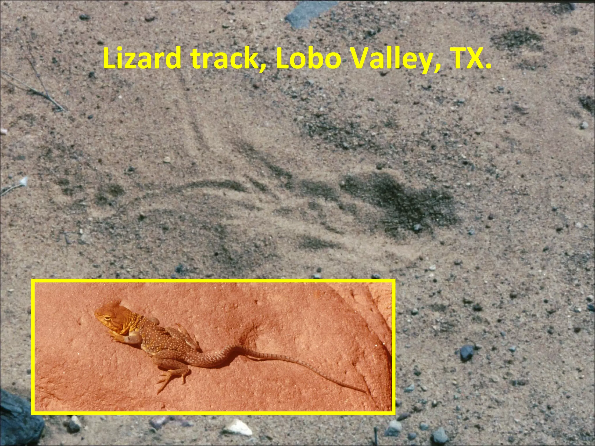 Lizard track, Lobo Valley, TX.
 