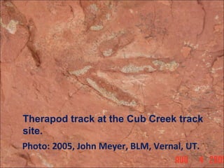 Photo: 2005, John Meyer, BLM, Vernal, UT.
Therapod track at the Cub Creek track
site.
 