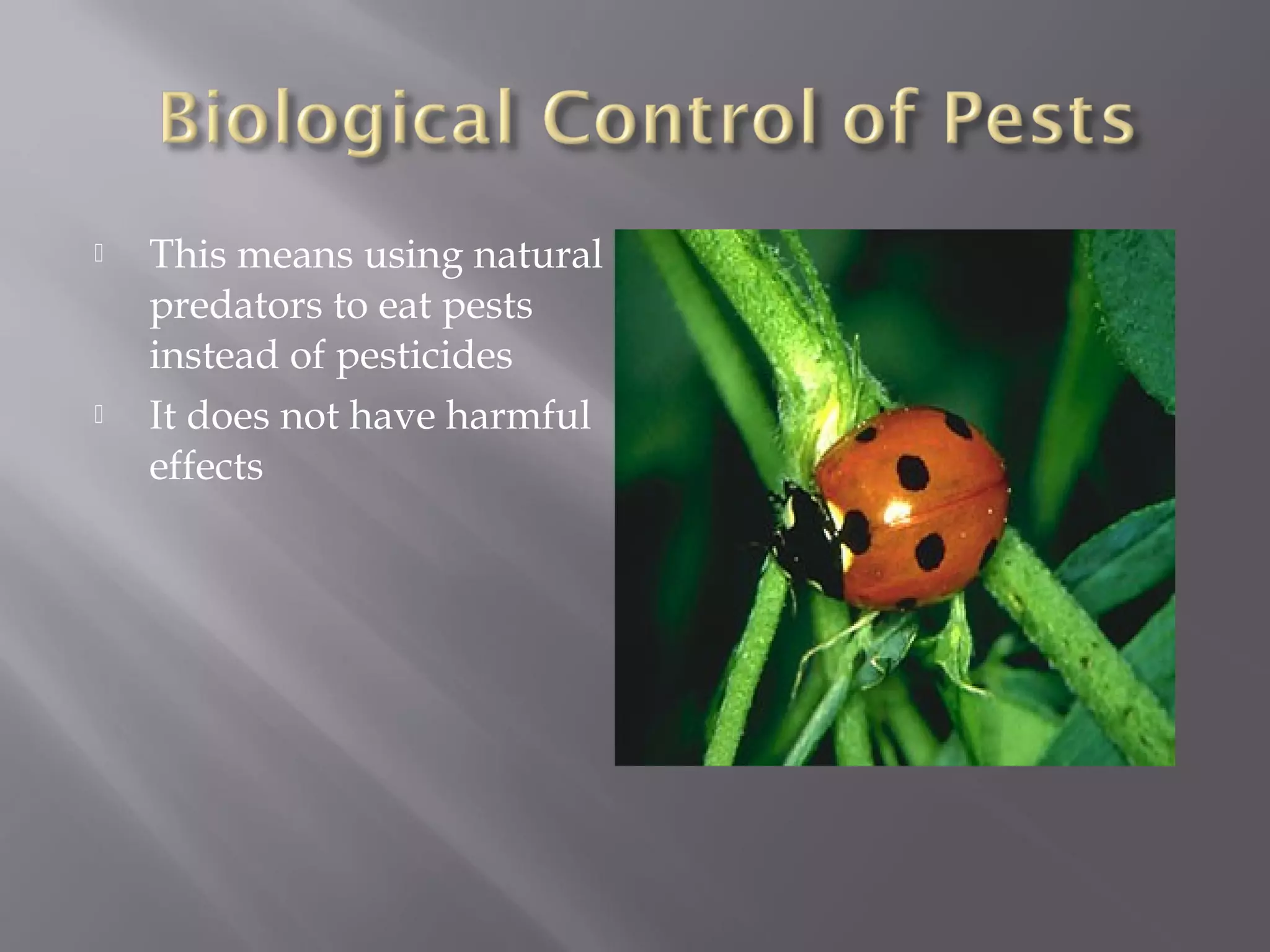  This means using natural
predators to eat pests
instead of pesticides
It does not have harmful
effects