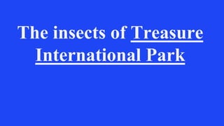 The insects of Treasure
International Park
 