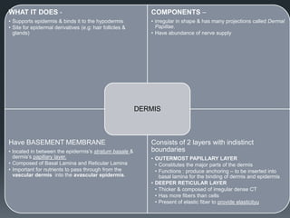 WHAT IT DOES -

COMPONENTS –

• Supports epidermis & binds it to the hypodermis
• Site for epidermal derivatives (e.g: hair follicles &
glands)

• irregular in shape & has many projections called Dermal
Papillae.
• Have abundance of nerve supply

DERMIS

Have BASEMENT MEMBRANE
• located in between the epidermis’s stratum basale &
dermis’s papillary layer.
• Composed of Basal Lamina and Reticular Lamina
• Important for nutrients to pass through from the
vascular dermis into the avascular epidermis.

Consists of 2 layers with indistinct
boundaries
• OUTERMOST PAPILLARY LAYER
• Constitutes the major parts of the dermis
• Functions : produce anchoring – to be inserted into
basal lamina for the binding of dermis and epidermis
• DEEPER RETICULAR LAYER
• Thicker & composed of irregular dense CT
• Has more fibers than cells
• Present of elastic fiber to provide elasticityu

 