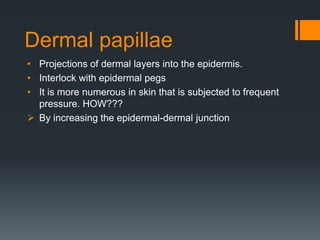 Dermal papillae
• Projections of dermal layers into the epidermis.
• Interlock with epidermal pegs
• It is more numerous in skin that is subjected to frequent
pressure. HOW???
 By increasing the epidermal-dermal junction

 