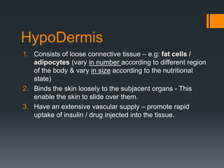 HypoDermis
1. Consists of loose connective tissue – e.g: fat cells /
adipocytes (vary in number according to different region
of the body & vary in size according to the nutritional
state)
2. Binds the skin loosely to the subjacent organs - This
enable the skin to slide over them.
3. Have an extensive vascular supply – promote rapid
uptake of insulin / drug injected into the tissue.

 