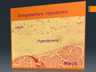 module 2-Body Tissue (The integument)