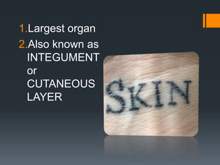1.Largest organ
2.Also known as
INTEGUMENT
or
CUTANEOUS
LAYER

 