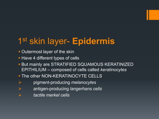 1st skin layer- Epidermis
 Outermost layer of the skin
 Have 4 different types of cells
 But mainly are STRATIFIED SQUAMOUS KERATINIZED
EPITHILIUM – composed of cells called keratinocytes
 The other NON-KERATINOCYTE CELLS

pigment-producing melanocytes

antigen-producing langerhans cells

tactile merkel cells

 