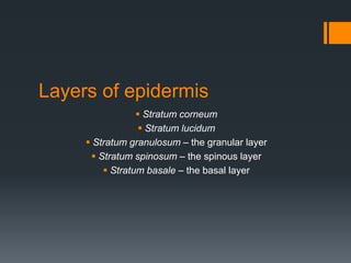 Layers of epidermis
 Stratum corneum
 Stratum lucidum
 Stratum granulosum – the granular layer
 Stratum spinosum – the spinous layer
 Stratum basale – the basal layer

 