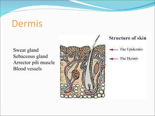 Sweat gland Sebaceous gland Arrector pili muscle Blood vessels 