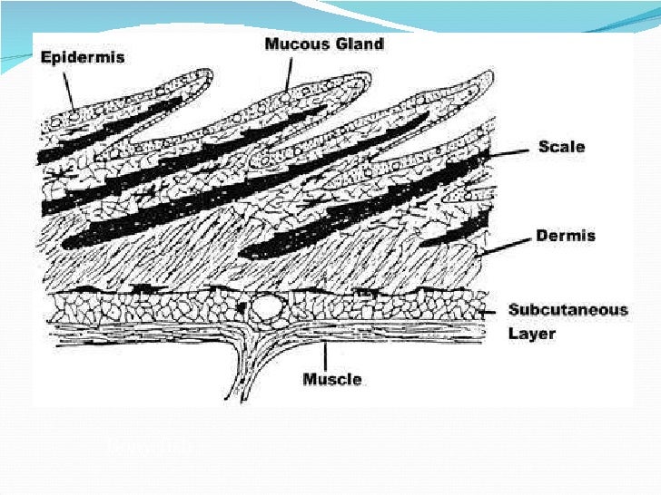 Medical Definition of Scale, skin - MedicineNet