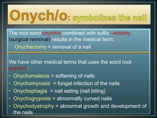 Onych/o:symbolizes the nailThe root word onych/o combined with suffix –ectomy (surgical removal) results in the medical term:Onychectomy= removal of a nailWe have other medical terms that uses the word root onych/o:Onychomalacia = softening of nailsOnychomycosis  = fungal infection of the nailsOnychophagia  = nail eating (nail biting)Onychogryposis = abnormally curved nailsOnychodystrophy = abnormal growth and development of the nails 
