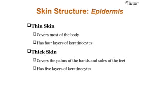 Thin Skin
Covers most of the body
Has four layers of keratinocytes
Thick Skin
Covers the palms of the hands and soles of the feet
Has five layers of keratinocytes
 