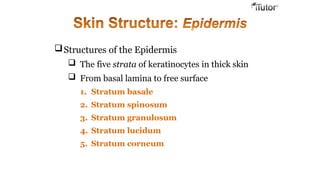Structures of the Epidermis
 The five strata of keratinocytes in thick skin
 From basal lamina to free surface
1. Stratum basale
2. Stratum spinosum
3. Stratum granulosum
4. Stratum lucidum
5. Stratum corneum
 