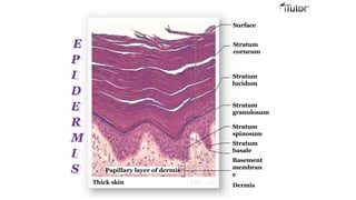 Thick skin LM  210
Surface
Stratum
corneum
Stratum
lucidum
Stratum
granulosum
Stratum
spinosum
Stratum
basale
Basement
membran
e
Dermis
Papillary layer of dermis
E
P
I
D
E
R
M
I
S
 