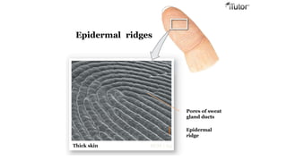 Thick skin SEM  25
Pores of sweat
gland ducts
Epidermal
ridge
Epidermal ridges
 