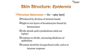 Stratum Spinosum — the ―spiny layer‖
Produced by division of stratum basale
Eight to ten layers of keratinocytes bound by
desmosomes
Cells shrink until cytoskeletons stick out
(spiny)
Continue to divide, increasing thickness of
epithelium
Contain dendritic (Langerhans) cells, active in
immune response
 