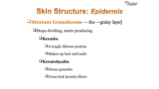 Stratum Granulosum — the ―grainy layer‖
Stops dividing, starts producing
Keratin
A tough, fibrous protein
Makes up hair and nails
Keratohyalin
Dense granules
Cross-link keratin fibers
 