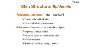 Stratum Lucidum — the ―clear layer‖
Found only in thick skin
Covers stratum granulosum
Stratum Corneum — the ―horn layer‖
Exposed surface of skin
15 to 30 layers of keratinized cells
Water resistant
Shed and replaced every 2 weeks
 