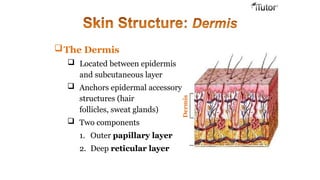 The Dermis
 Located between epidermis
and subcutaneous layer
 Anchors epidermal accessory
structures (hair
follicles, sweat glands)
 Two components
1. Outer papillary layer
2. Deep reticular layer
Dermis
 