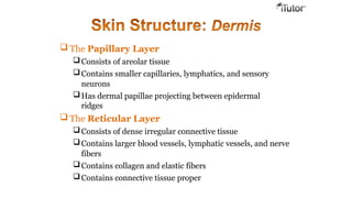  The Papillary Layer
Consists of areolar tissue
Contains smaller capillaries, lymphatics, and sensory
neurons
Has dermal papillae projecting between epidermal
ridges
 The Reticular Layer
Consists of dense irregular connective tissue
Contains larger blood vessels, lymphatic vessels, and nerve
fibers
Contains collagen and elastic fibers
Contains connective tissue proper
 