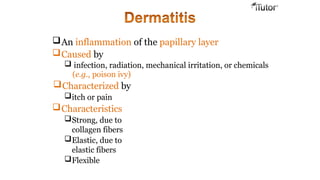 An inflammation of the papillary layer
Caused by
 infection, radiation, mechanical irritation, or chemicals
(e.g., poison ivy)
Characterized by
itch or pain
Characteristics
Strong, due to
collagen fibers
Elastic, due to
elastic fibers
Flexible
 