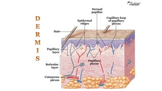 Hair
Papillary
layer
Reticular
layer
Cutaneous
plexus
Papillary
plexus
Epidermal
ridges
Dermal
papillae
Capillary loop
of papillary
plexus
 