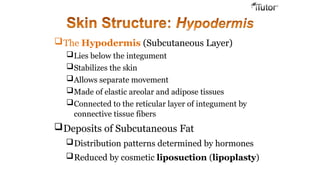 The Hypodermis (Subcutaneous Layer)
Lies below the integument
Stabilizes the skin
Allows separate movement
Made of elastic areolar and adipose tissues
Connected to the reticular layer of integument by
connective tissue fibers
Deposits of Subcutaneous Fat
Distribution patterns determined by hormones
Reduced by cosmetic liposuction (lipoplasty)
 