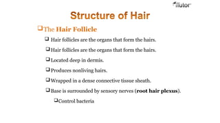 The Hair Follicle
 Hair follicles are the organs that form the hairs.
Hair follicles are the organs that form the hairs.
Located deep in dermis.
Produces nonliving hairs.
Wrapped in a dense connective tissue sheath.
Base is surrounded by sensory nerves (root hair plexus).
Control bacteria
 