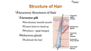 Exposed
shaft
of hair
Sebaceous
gland
Arrector
pili
muscle
Connective
tissue sheath
Root hair
plexus
Accessory Structures of Hair
Arrector pili
Involuntary smooth muscle
Causes hairs to stand up
Produces ―goose bumps‖
Sebaceous glands
Lubricate the hair
 