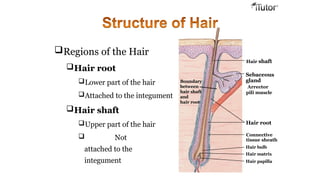 Regions of the Hair
Hair root
Lower part of the hair
Attached to the integument
Hair shaft
Upper part of the hair
 Not
attached to the
integument
Boundary
between
hair shaft
and
hair root
Arrector
pili muscle
Hair shaft
Sebaceous
gland
Hair root
Connective
tissue sheath
Hair bulb
Hair matrix
Hair papilla
 