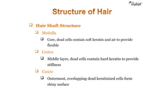  Hair Shaft Structure
 Medulla
 Core, dead cells contain soft keratin and air to provide
flexible
 Cortex
 Middle layer, dead cells contain hard keratin to provide
stiffness
 Cuticle
 Outermost, overlapping dead keratinized cells form
shiny surface
 
