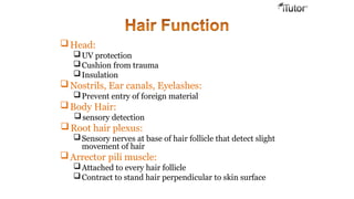 Head:
UV protection
Cushion from trauma
Insulation
Nostrils, Ear canals, Eyelashes:
Prevent entry of foreign material
Body Hair:
sensory detection
Root hair plexus:
Sensory nerves at base of hair follicle that detect slight
movement of hair
Arrector pili muscle:
Attached to every hair follicle
Contract to stand hair perpendicular to skin surface
 