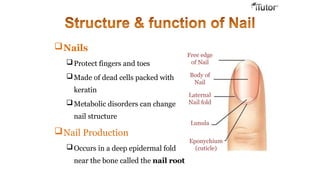 Nails
Protect fingers and toes
Made of dead cells packed with
keratin
Metabolic disorders can change
nail structure
Nail Production
Occurs in a deep epidermal fold
near the bone called the nail root
Free edge
of Nail
Body of
Nail
Laternal
Nail fold
Lunula
Eponychium
(cuticle)
 