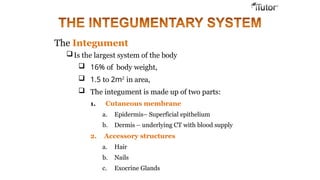 The Integument
Is the largest system of the body
 16% of body weight,
 1.5 to 2m2
in area,
 The integument is made up of two parts:
1. Cutaneous membrane
a. Epidermis– Superficial epithelium
b. Dermis – underlying CT with blood supply
2. Accessory structures
a. Hair
b. Nails
c. Exocrine Glands
 
