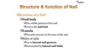 Structure of a Nail
Nail body
The visible portion of the nail
Covers the nail bed
Lunula
The pale crescent at the base of the nail
Sides of nails
Lie in lateral nail grooves
Surrounded by lateral nail folds
 